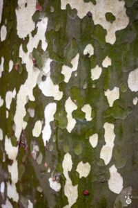 Sarlat, France, Travel Photography © CODY MASTEL