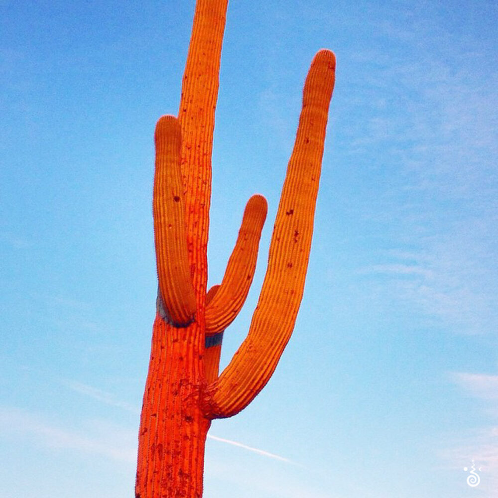 arizona, © CODY MASTEL