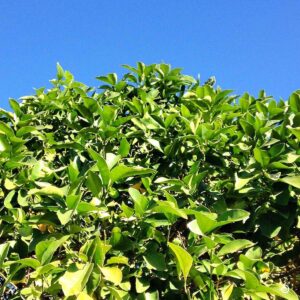 arizona, © CODY MASTEL