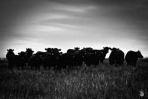 © CODY MASTEL, cows, beef cattle ranch, prairie horizon farm