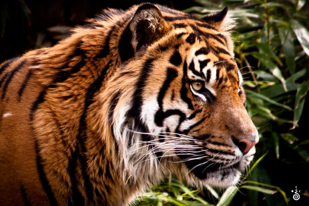© CODY MASTEL, tiger