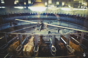 © CODY MASTEL, cows, dairy farm