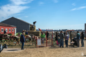 Sheep - 2025 © Cody Mastel