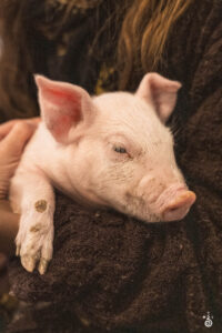 Piglet - 2025 © Cody Mastel