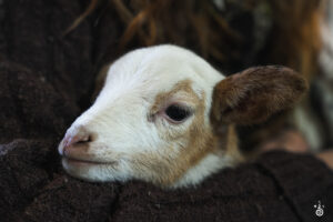 Lamb - 2025 © Cody Mastel