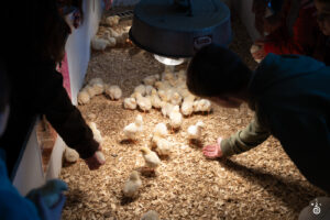 Chickens - 2025 © Cody Mastel