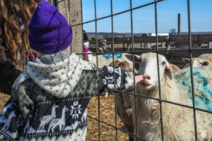 Sheep - 2025 © Cody Mastel