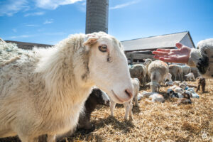 Sheep - 2025 © Cody Mastel