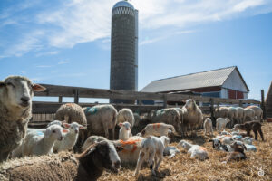 Sheep - 2025 © Cody Mastel