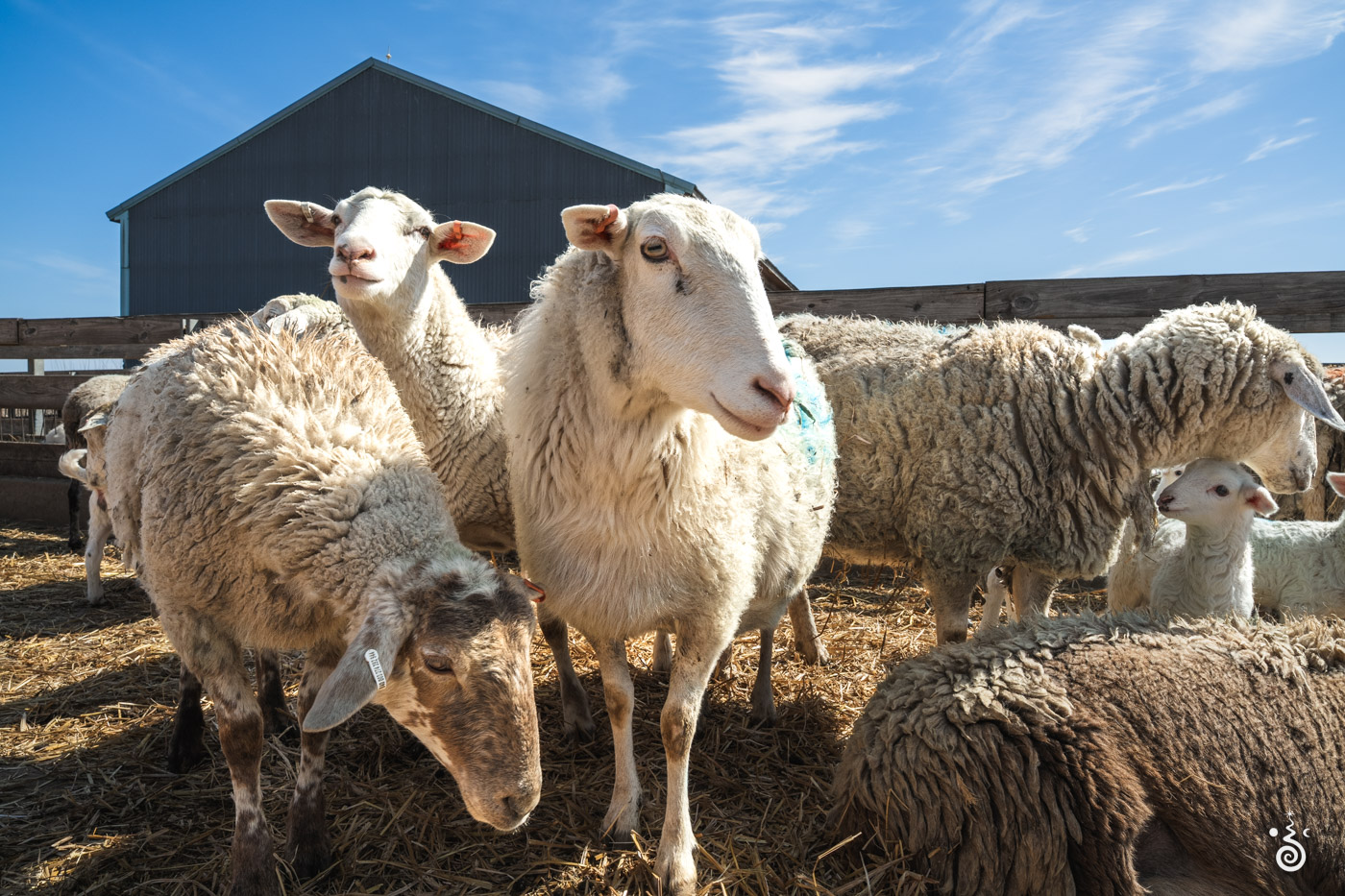 Sheep - 2025 © Cody Mastel